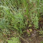 Festuca octoflora Habitus