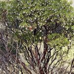 Arctostaphylos bakeri Natur