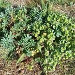 Euphorbia portlandica Habit