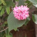 Dombeya wallichii (Lindl.) K.Schum.Flower