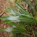 Cordyline mauritiana Φύλλο