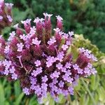 Verbena bonariensisफूल