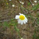 Cladanthus mixtus Flower