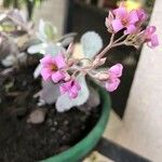 Kalanchoe pumila Цветок