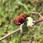 Vitis mustangensis Floare