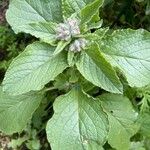 Borago officinalisLehti