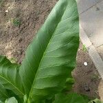 Nicotiana tabacum Blad