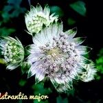 Astrantia major 花