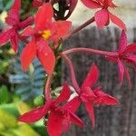 Epidendrum ibaguense Flower