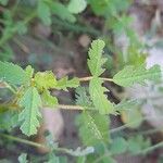 Medicago laciniata Blad