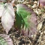 Rubus macrophyllus Blad