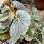 Begonia tomentosa Leaf