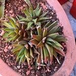 Haworthia angustifolia Foglia