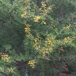 Vachellia nilotica Habitus