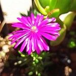 Delosperma cooperiപുഷ്പം