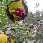 Lonicera dioica Fruit