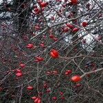 Rosa stylosa Ffrwyth