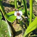 Sagittaria sagittifolia Blodyn