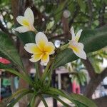 Plumeria alba Flower