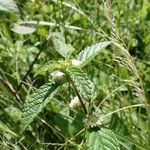 Hyptis atrorubens Leaf
