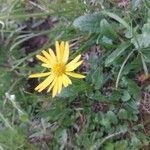 Doronicum clusii Habit