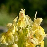 Dactylorhiza sambucina Цвят