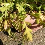 Papaver croceum Blad