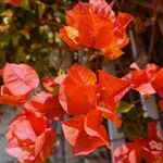 Bougainvillea spectabilis Květ