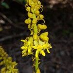 Guilandina bonduc Floro