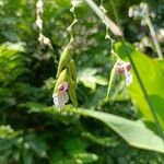 Thalia geniculata Цветок