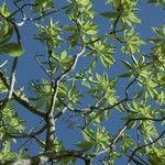 Heliotropium arboreum Hàbitat