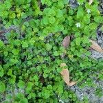 Bacopa repens Агульны выгляд