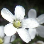 Arenaria balearica Flor