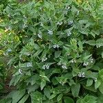 Symphytum caucasicum Hábito