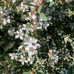 Leptospermum laevigatum Blomma