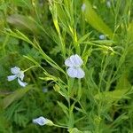 Linum usitatissimumफूल