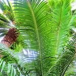 Cycas thouarsii Vekstform