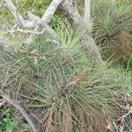 Tillandsia fasciculata Blad