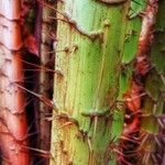 Acanthophoenix rubra Bark