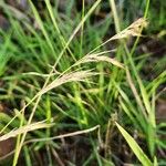 Aristida kenyensis Flor