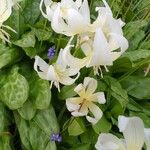 Erythronium californicum Flor