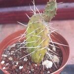 Opuntia fragilis 葉