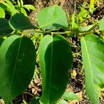 Dalbergia ecastaphyllum Leaf