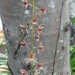 Dendrobium munificum Flor