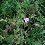 Epilobium palustre Vekstform