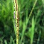 Dichanthium aristatum Flors