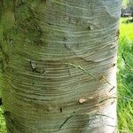 Betula ermanii 樹皮