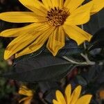 Helianthus tuberosusBloem