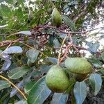 Copaifera langsdorffii Fruit