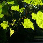 Vitis vulpina 葉